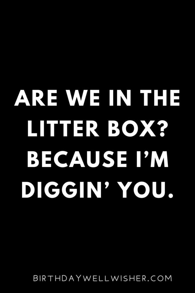 Are we in the litter box Because I’m diggin’ you.