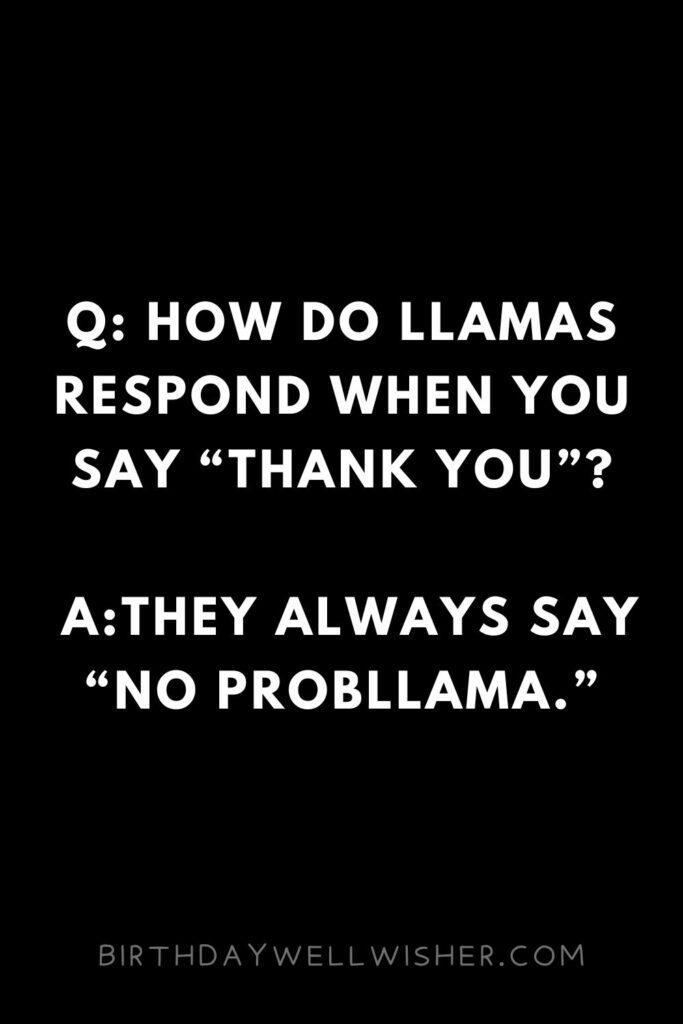 Funny Llama Alpaca Pick Up Lines and Jokes for Hilly People